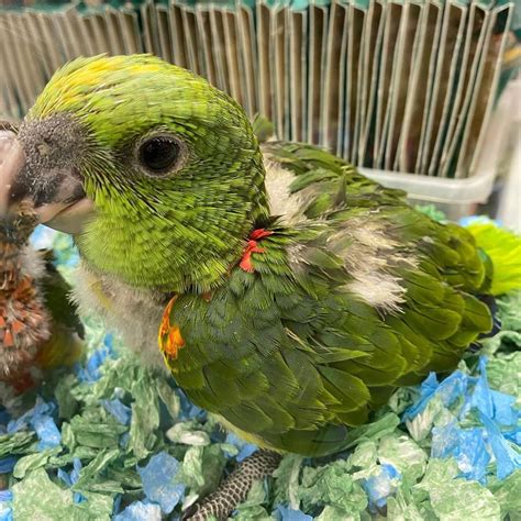 For a better experience please change your browser to CHROME, FIREFOX, OPERA or Internet Explorer. . Baby amazon parrot for sale near texas usa cheap